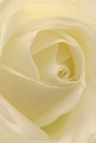 The heart of a cream-white rose is revealed in extraordinary detail, drawing the viewer into its inner spiral as if embraced by the petals themselves-a sensation often felt walking the quieter avenues of West Brompton. There is a luminous purity to the image: diffused daylight weaves through each fold, creating layers of ivory shaded softly by gentle shadows. The texture is impossibly soft and inviting, almost echoing the morning air after rain in nearby Brompton Park. This bloom's subtle fragrance seems to linger in the mind, understated yet unmistakable. Every curve and curl of the rose hints at tender emotions-sympathy, admiration, hope-making it the perfect expression for commemorating new beginnings or marking poignant moments. The close perspective accentuates not just the flower's structure, but the thoughtful artistry that goes into selecting such a bloom for cherished occasions in West Brompton. In the hands of a dedicated local florist, this rose finds new meaning, carrying with it a quiet power to soothe and inspire through every fresh delivery in the heart of the community.